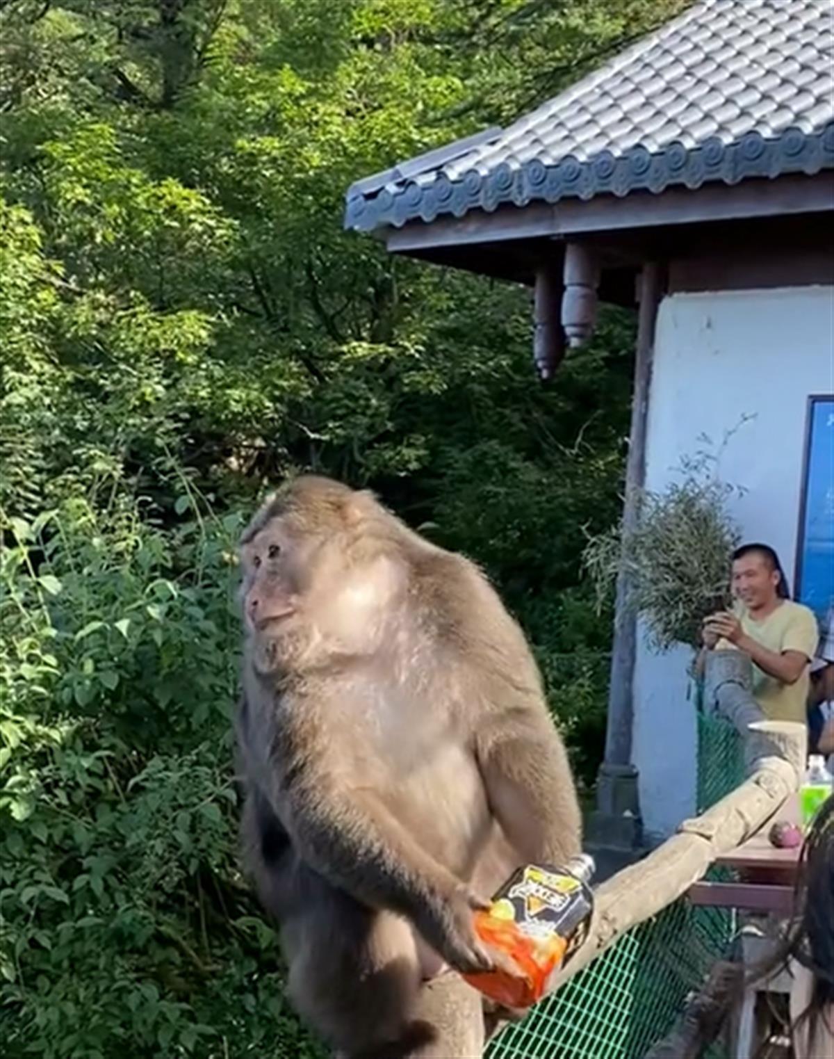 景区回应游客与野生猴子打架事件，探索人与自然的和谐共处之道