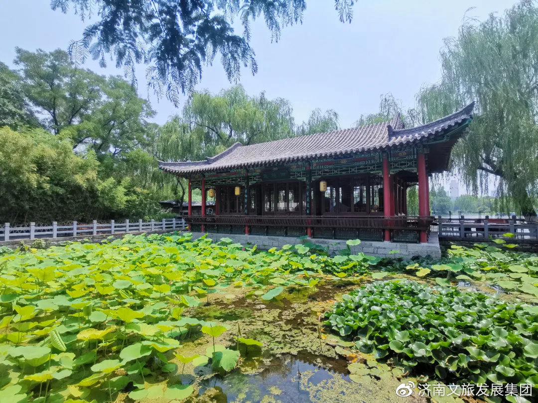 济南大明湖超大花灯夏雨荷惊艳全城，热议不断！