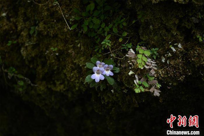 贵州发现洞穴植物新物种，开启地球生物多样性新篇章探索之旅