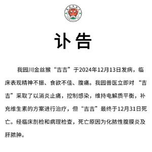 重庆动物园金丝猴吉吉离世，缅怀闪耀生命之星逝世