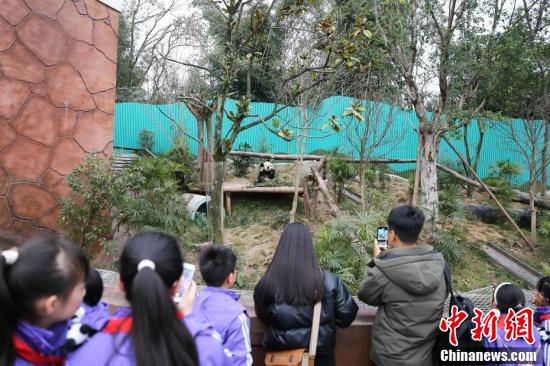 女子为每日亲近大熊猫，决定移居重庆